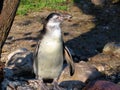 Humboldt penguin Spheniscus humboldti, Der Humboldt-Pinguin oder Humboldtpinguin, Le Manchot de Humboldt - Zoo Zuerich, Schweiz Royalty Free Stock Photo