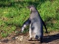 Humboldt penguin Spheniscus humboldti, Der Humboldt-Pinguin oder Humboldtpinguin, Le Manchot de Humboldt - Zoo Zuerich, Schweiz Royalty Free Stock Photo