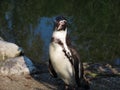 Humboldt penguin Spheniscus humboldti, Der Humboldt-Pinguin oder Humboldtpinguin, Le Manchot de Humboldt - Zoo Zuerich, Schweiz