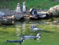 Humboldt penguin Spheniscus humboldti, Der Humboldt-Pinguin oder Humboldtpinguin, Le Manchot de Humboldt - Zoo Zuerich, Schweiz