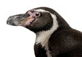 Humboldt Penguin, Spheniscus humboldti