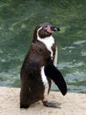 Humboldt penguin Spheniscus humboldti full length