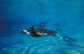 Humboldt Penguin, spheniscus humboldti, Group underwater Royalty Free Stock Photo
