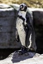 Humboldt penguin / Spheniscus humboldti