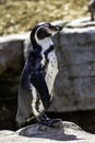 Humboldt penguin / Spheniscus humboldti