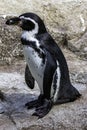 Humboldt penguin / Spheniscus humboldti