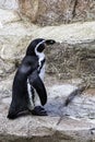 Humboldt penguin / Spheniscus humboldti