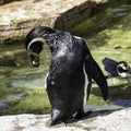 Humboldt penguin / Spheniscus humboldti