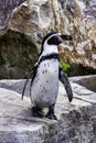 Humboldt penguin / Spheniscus humboldti