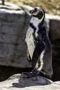 Humboldt penguin / Spheniscus humboldti