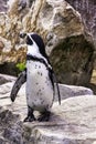 Humboldt penguin / Spheniscus humboldti