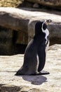 Humboldt penguin / Spheniscus humboldti