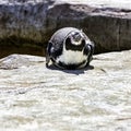 Humboldt penguin / Spheniscus humboldti