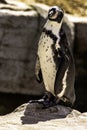 Humboldt penguin / Spheniscus humboldti