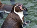 Humboldt penguin Spheniscus humboldti