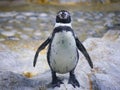 Humboldt penguin Spheniscus humboldti is a medium-sized penguin and nearest relative to African penguin roaming in mountain rock