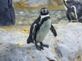 Humboldt penguin Spheniscus humboldti is a medium-sized penguin and nearest relative to African penguin roaming in mountain rock