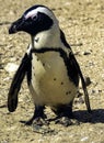 Humboldt penguin / Spheniscus humboldti