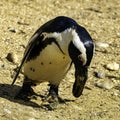 Humboldt penguin / Spheniscus humboldti