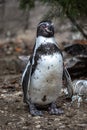 Humboldt Penguin, Spheniscus humboldti in a park Royalty Free Stock Photo