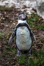 Humboldt Penguin, Spheniscus humboldti in a park Royalty Free Stock Photo