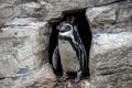Humboldt Penguin, Spheniscus humboldti in a park Royalty Free Stock Photo