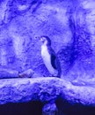 Humboldt penguin Spheniscus humboldti, Peruvian penguin, or patranca is a South American penguin Royalty Free Stock Photo