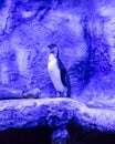 Humboldt penguin Spheniscus humboldti, Peruvian penguin, or patranca is a South American penguin Royalty Free Stock Photo