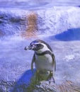 The Humboldt penguin Spheniscus humboldti, Peruvian penguin, or patranca is a South American penguin Royalty Free Stock Photo
