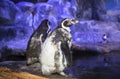 Humboldt penguin Spheniscus humboldti, Peruvian penguin, or patranca is a South American penguin Royalty Free Stock Photo