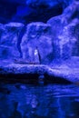 Humboldt penguin Spheniscus humboldti, Peruvian penguin, or patranca is a South American penguin Royalty Free Stock Photo