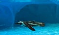Humboldt penguin Spheniscus humboldti quickly swimming Royalty Free Stock Photo