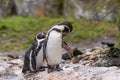 Humboldt penguin (Spheniscus humboldti) on a rock on the edge of the water. Royalty Free Stock Photo