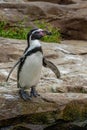 Humboldt Penguin - South American Bird