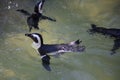 Humboldt penguin swimming at Jurong Bird Park Royalty Free Stock Photo