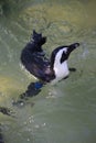 Humboldt penguin swimming at Jurong Bird Park Royalty Free Stock Photo