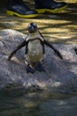 Humboldt penguin swimming at Jurong Bird Park Royalty Free Stock Photo