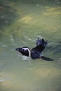 Humboldt penguin swimming at Jurong Bird Park Royalty Free Stock Photo