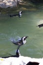 Humboldt penguin swimming at Jurong Bird Park Royalty Free Stock Photo