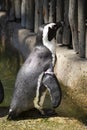 Humboldt penguin swimming at Jurong Bird Park Royalty Free Stock Photo