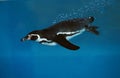 Humboldt Penguin, spheniscus humboldti swimming Royalty Free Stock Photo