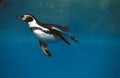 Humboldt Penguin, spheniscus humboldti swimming Royalty Free Stock Photo