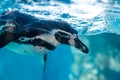 The Humboldt penguin (Spheniscus humboldti) swimming underwater Royalty Free Stock Photo