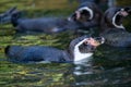 Humboldt penguin Spheniscus humboldti swimming in water Royalty Free Stock Photo