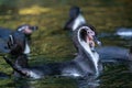 Humboldt penguin Spheniscus humboldti swimming in water Royalty Free Stock Photo