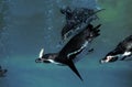 HUMBOLDT PENGUIN spheniscus humboldti, UNDERWATER GROUP LOOKING FOR FISH