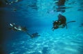 HUMBOLDT PENGUIN spheniscus humboldti, UNDERWATER GROUP LOOKING FOR FISH Royalty Free Stock Photo