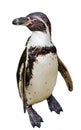 Humboldt Penguin Standing and Looking at the Camera Royalty Free Stock Photo