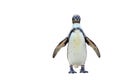 Humboldt penguin standing on white background. Royalty Free Stock Photo