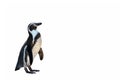 Humboldt penguin standing on white background. Royalty Free Stock Photo